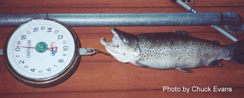 Record-setting Brown Trout